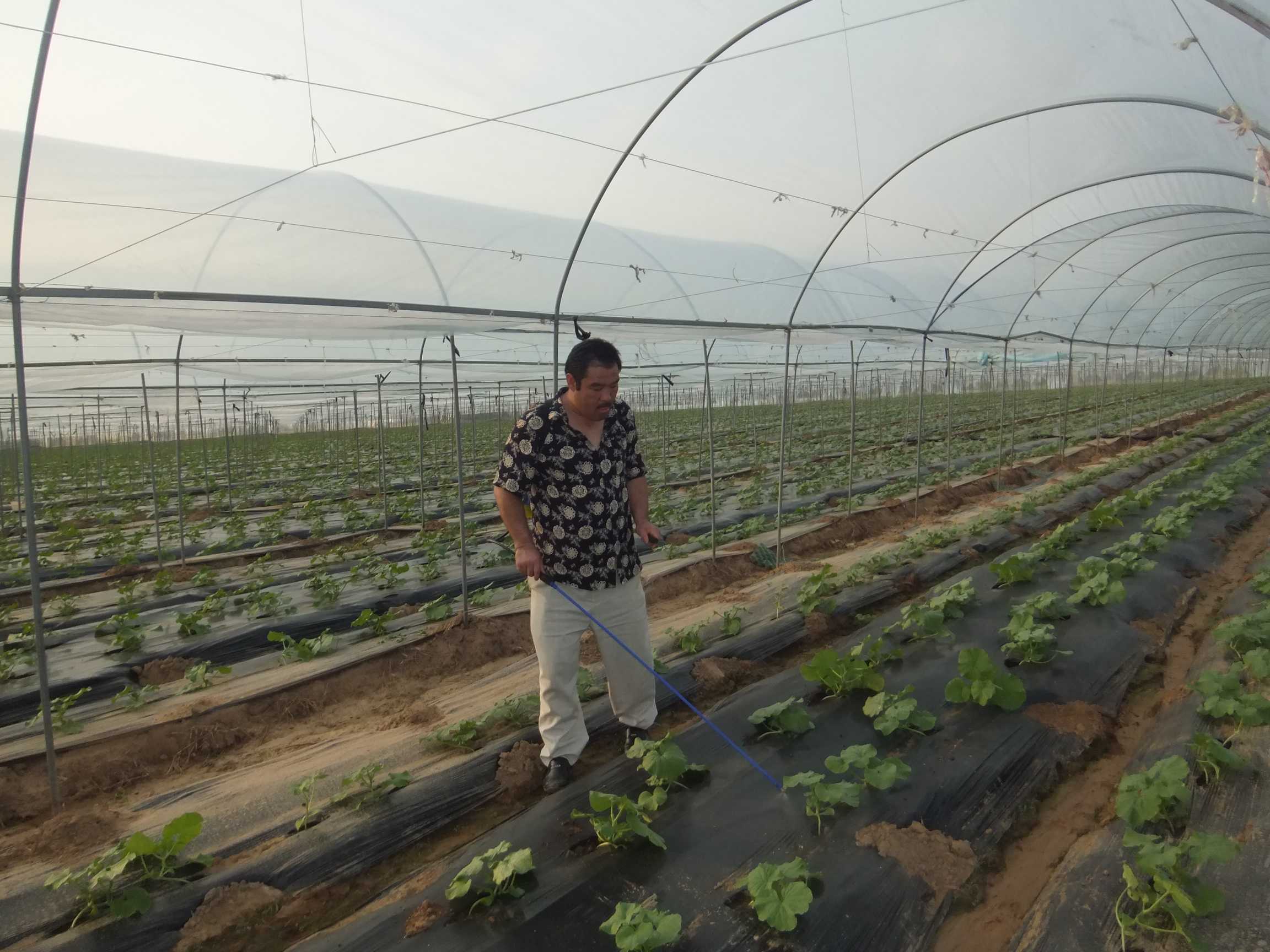哈蜜瓜实验基地