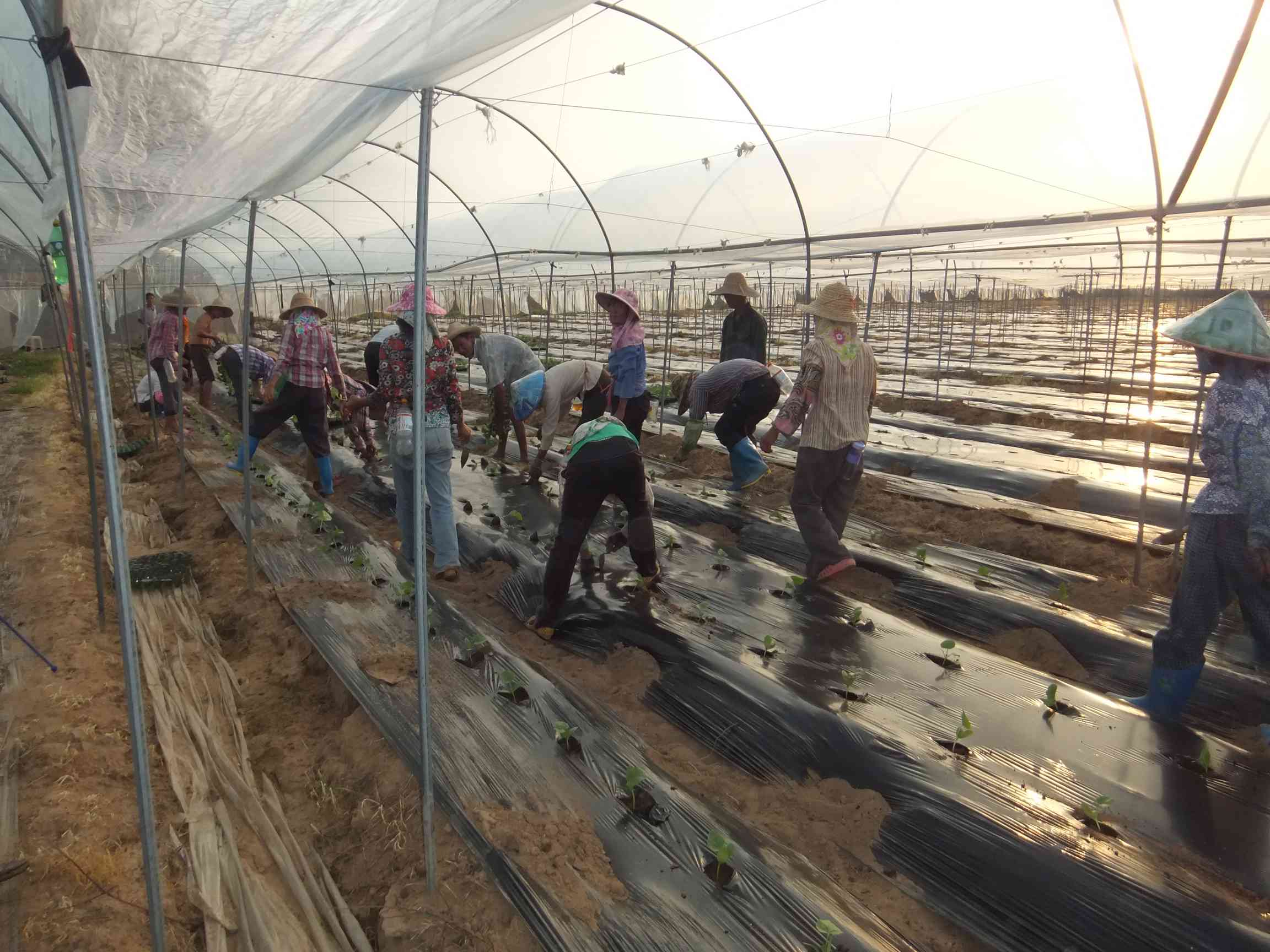 哈蜜瓜实验基地